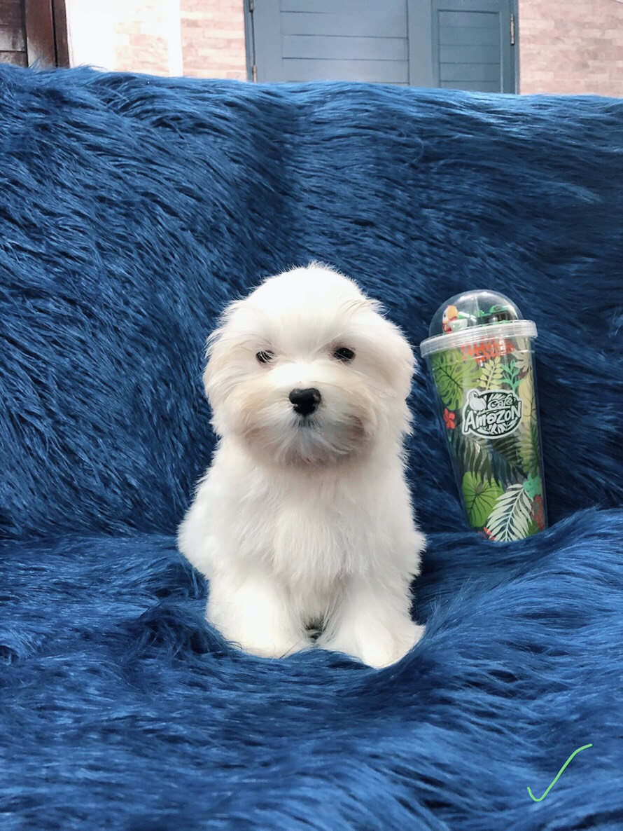 ขายมอลทีสสีขาว ตัวผู้ 3 ตัวเมีย 2 ตัว