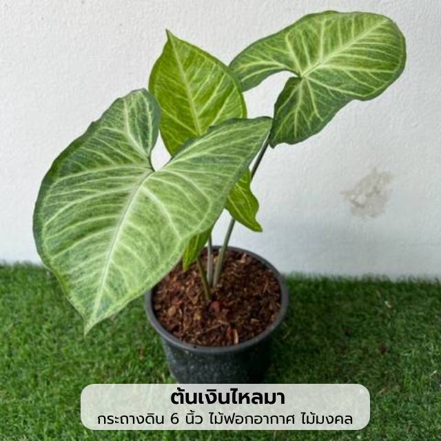 ต้นเงินไหลมา (Syngonium Podophyllum) ไม้มงคล ในกระถาง 6 นิ้ว