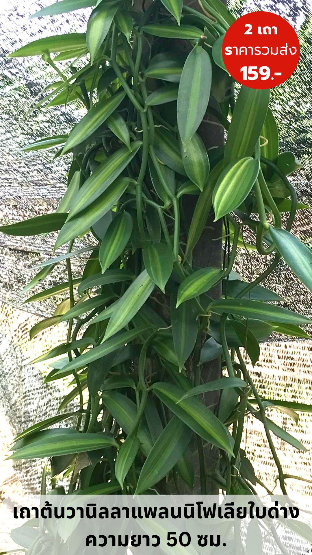เถาต้นวานิลลาแพลนนิโฟเลียใบด่าง 1 ชุด มี 2 เถา ความยาวเถา 50 ซม. (Variegated Planifolia Vanilla Orchid Vines with 50 cm long - a set of 2 vines)
