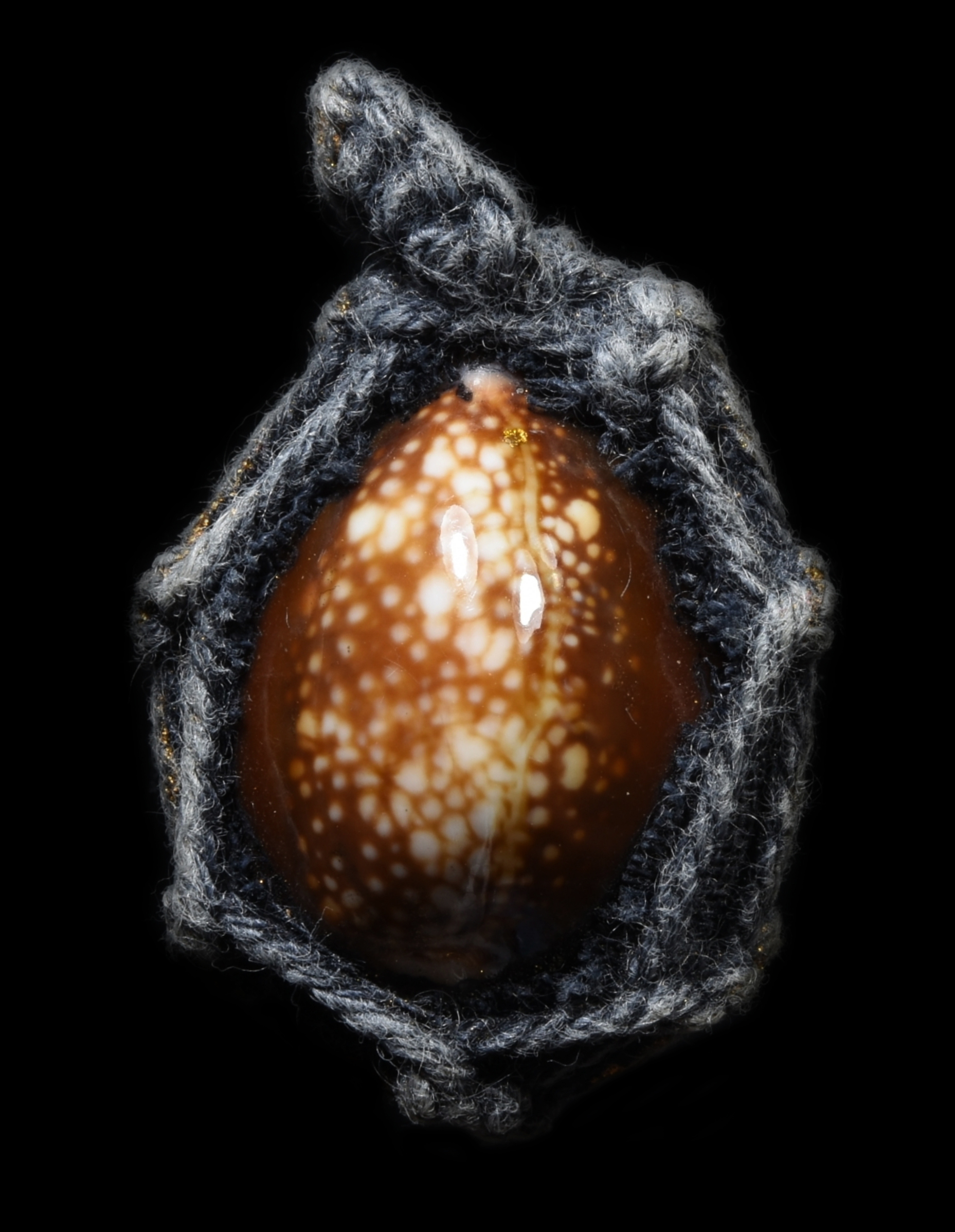 เบี้ยแก่ถักเชือก หลังตระกุด