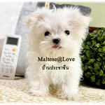 แนะนำการเข้ามาดูสุนัขเพื่อการรับน้องไปอยู่บ้าน จาก Maltese@Love (สุนัขบ้านประชาชื่น)