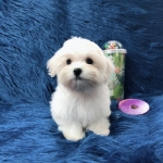 ขายมอลทีสสีขาว ตัวผู้ 3 ตัวเมีย 2 ตัว