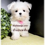 สุนัขมอลทีส