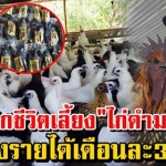 พลิกชีวิตเลี้ยง”ไก่ดำมองโกล” “หนุ่มช่างเชื่อม” สร้างรายได้เดือนละสามแสน เผย ยังเป็นที่ต้องการของอุตสาหกรรม