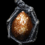 เบี้ยแก่ถักเชือก หลังตระกุด