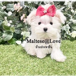 ขายลูกสุนัขพันธุ์แท้ มอลทีส สายพันธุ์ดี By maltese@lovekannel(สุนัขบ้านประชาชื่น)