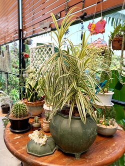 หม้อตุ๋น หม้อเก็บความร้อนโบราณ