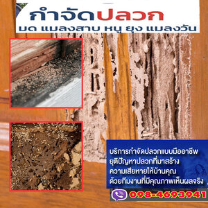 บริษัทกำจัดแมลงรบกวนราคาถูก บริการครบวงจร
