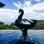 ห่วงยางแฟนซีหงษ์ Black swan